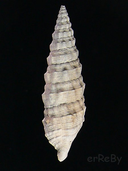 Cerithium varicosum (Brocchi, 1814).JPG